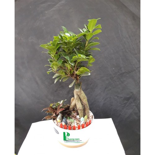 Cây Đa Bonsai: Sự Lựa Chọn Hoàn Hảo Cho Không Gian Sống